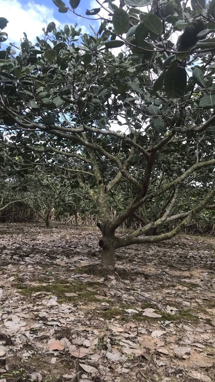 Đất nền vườn điều 1862m² tại thôn Hiền Lương, Cam An Bắc - Giá chỉ 850 triệu!