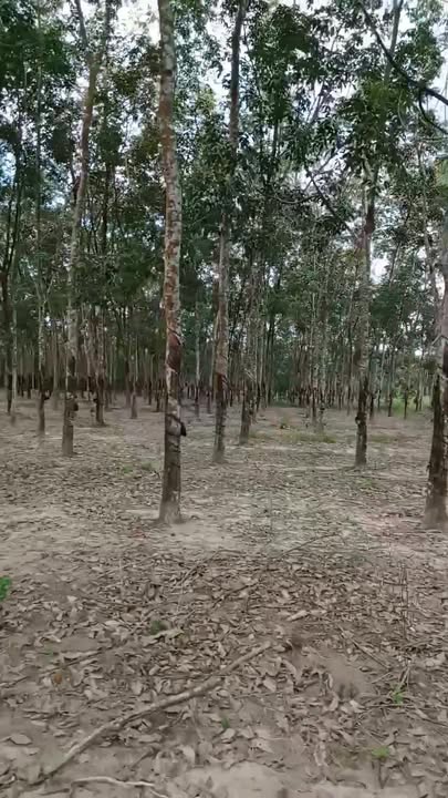 Đất Farm 50000m² tại Gia Huynh, Tánh Linh - Giá chỉ 4.25 tỷ VND!