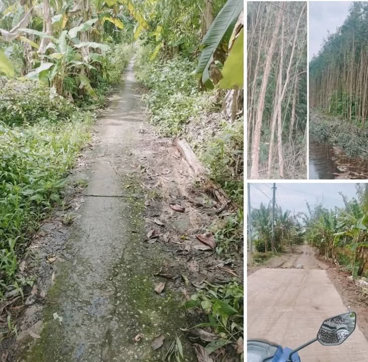 Đất rừng Trần Văn Thời Cà Mau 85.000m² giá 450 triệu - Sổ hồng riêng, đầu tư sinh lời!