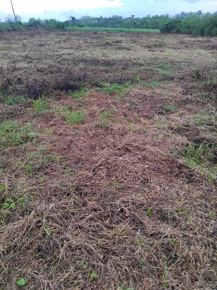 Đất Farm Sơn Thành Đông 1ha1 giá chỉ 280 triệu - Cơ hội đầu tư tuyệt vời!