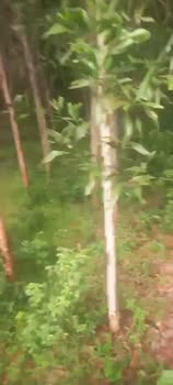 Đất nông nghiệp tại Tân Bình, Xuân Sơn Bắc, Phú Yên diện tích 2,3ha - Giá chỉ 210 triệu VNĐ!