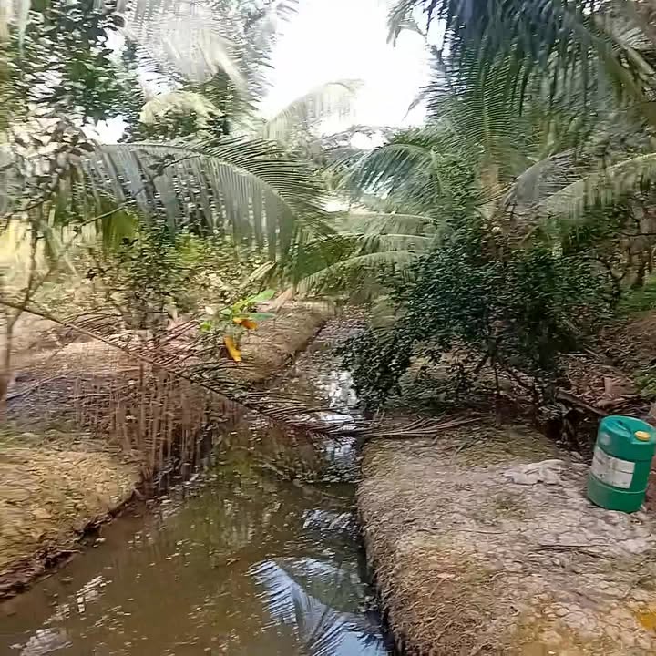 Đất vườn 11.000m² tại xã Hòa Bình, Trà Ôn - Giá tốt, vị trí đẹp!