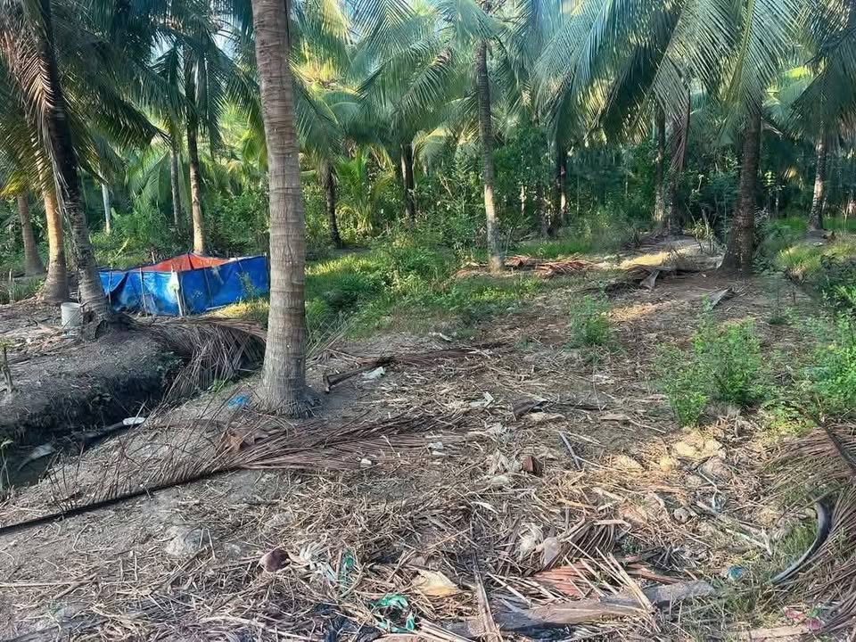 Đất trồng cây lâu năm 300m² xã Châu Hưng, giá 320 triệu - Sổ đỏ sang tên ngay!