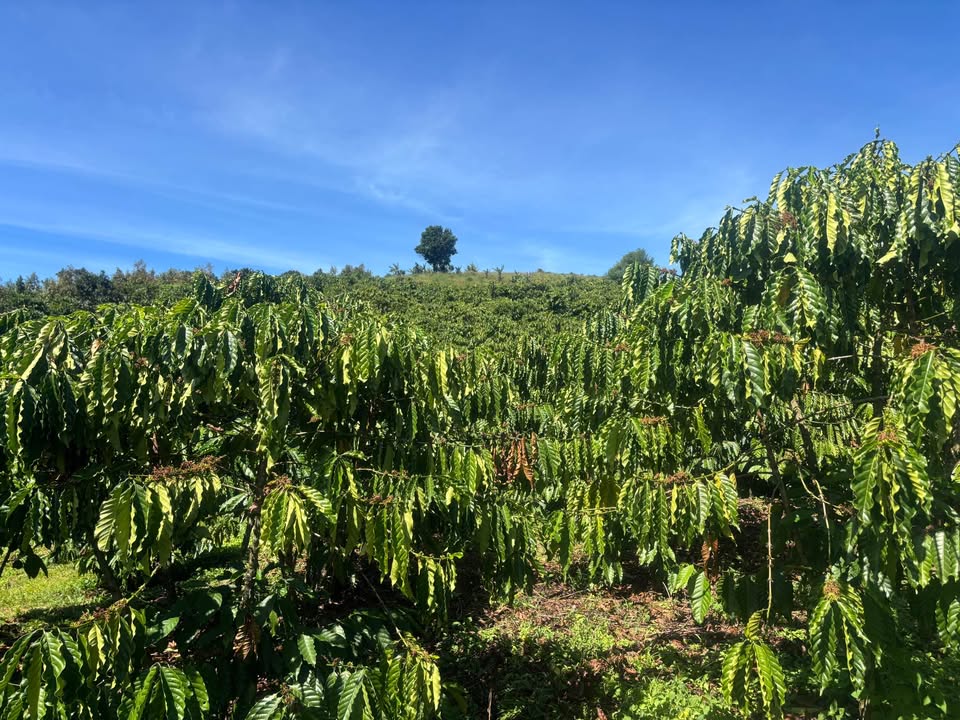 Đất nền Bảo Lâm 5 5.7m² giá 2 tỷ - Đầu tư sinh lời hấp dẫn!