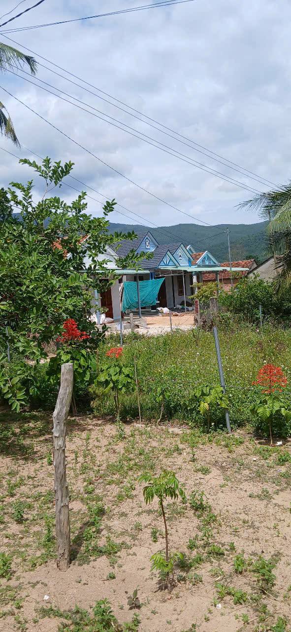 Đất thổ cư 165m² tại Tây Xuân, Tây Sơn - Chính chủ bán gấp chỉ 3 triệu/lô!