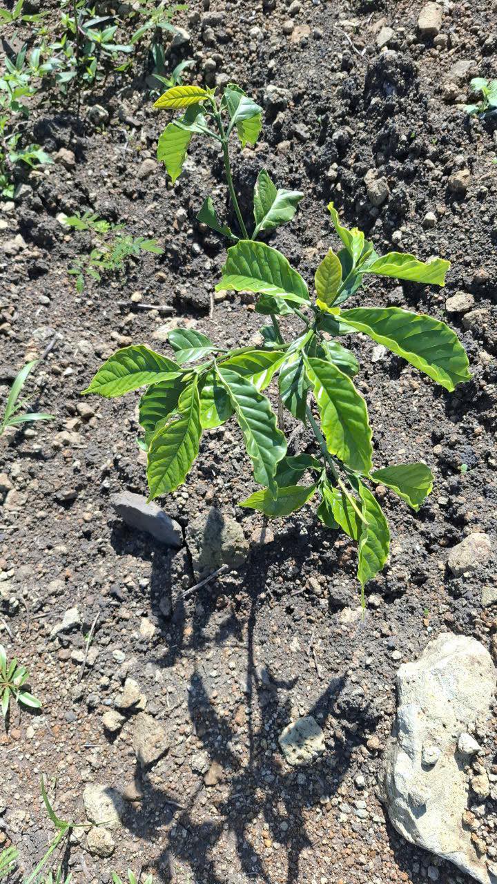 Đất nền Đan Phượng 28800m² giá 1.25 tỷ - Đầu tư sinh lời ngay!