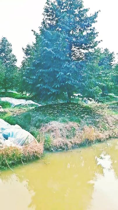 Đất vườn 10.800m² xã Thanh Mỹ, Đồng Tháp giá 7 tỷ - Cơ hội đầu tư hấp dẫn!