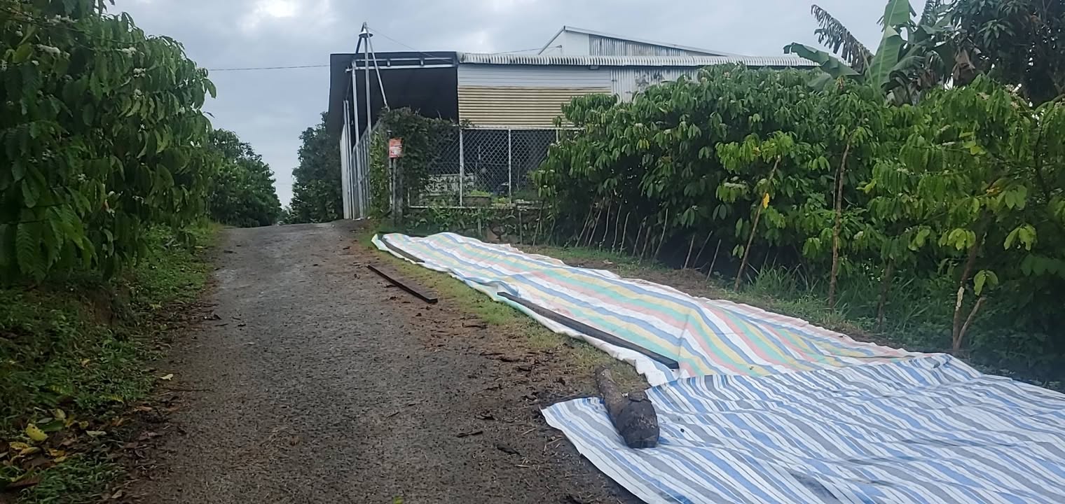 Đất thổ cư 100m² tại Lộc Thành, Bảo Lâm - Giá chỉ 800 triệu VND, cơ hội đầu tư lý tưởng!