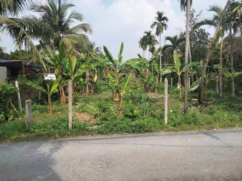 Đất vườn mặt tiền đường Hà Duy Phiên, Củ Chi 710m² giá 5.5 tỷ - Cơ hội đầu tư tuyệt vời!