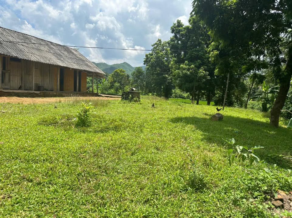 Đất thổ cư 380m² tại Khả Cửu, Thanh Sơn - Bán gấp, giá mềm!