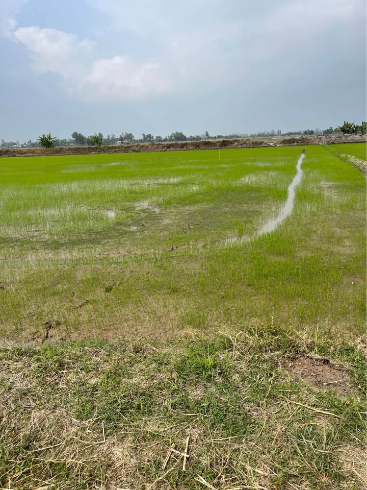 Đất vườn xã Đông Thuận, huyện Thới Lai, 1400m² giá 390 triệu - Cơ hội đầu tư hấp dẫn!