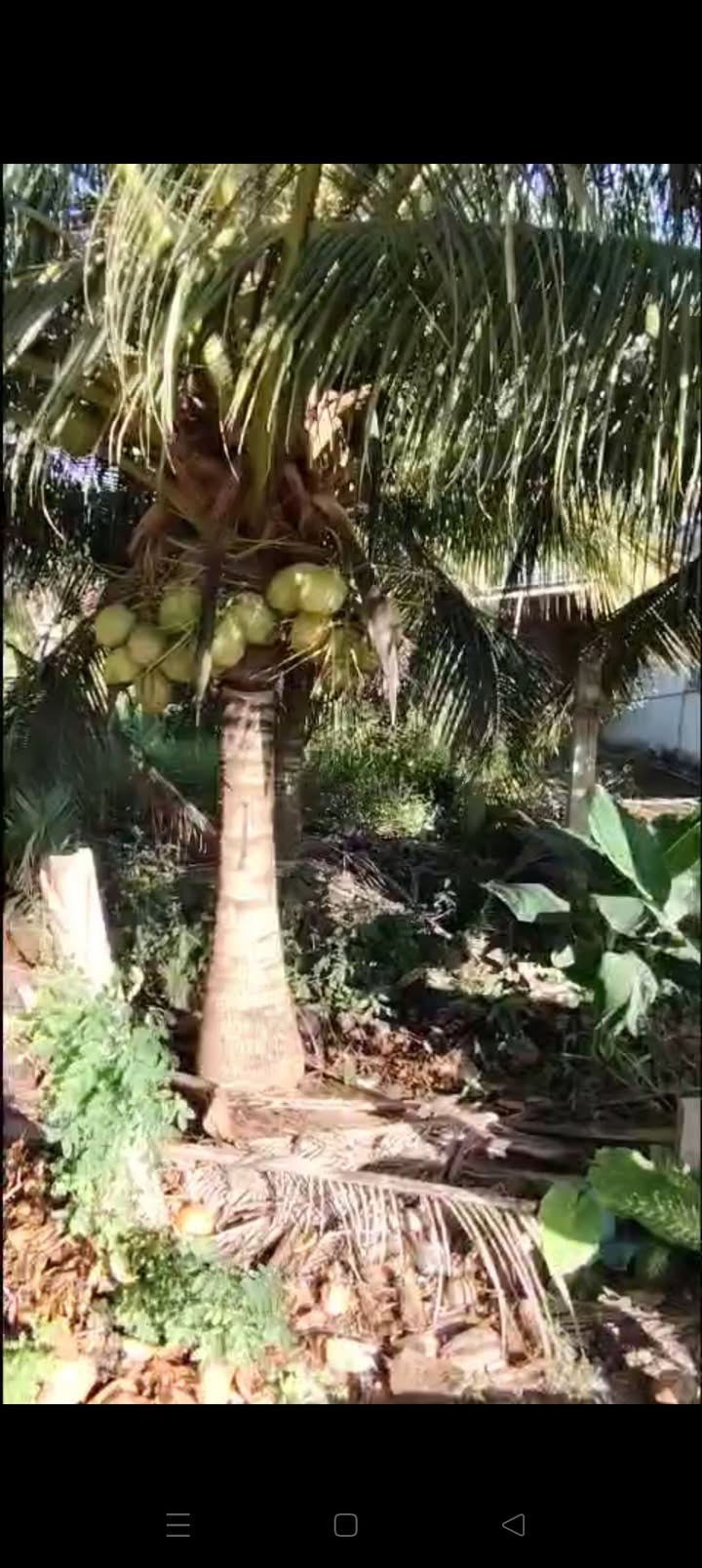 Đất nền Phú Hữu, Sóc Trăng 110m² giá chỉ 155 triệu - Sổ đỏ chính chủ!