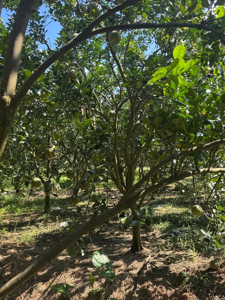 Mảnh vườn Phượng Sơn 2900m² giá thỏa thuận - Đầu tư sinh lời tốt!