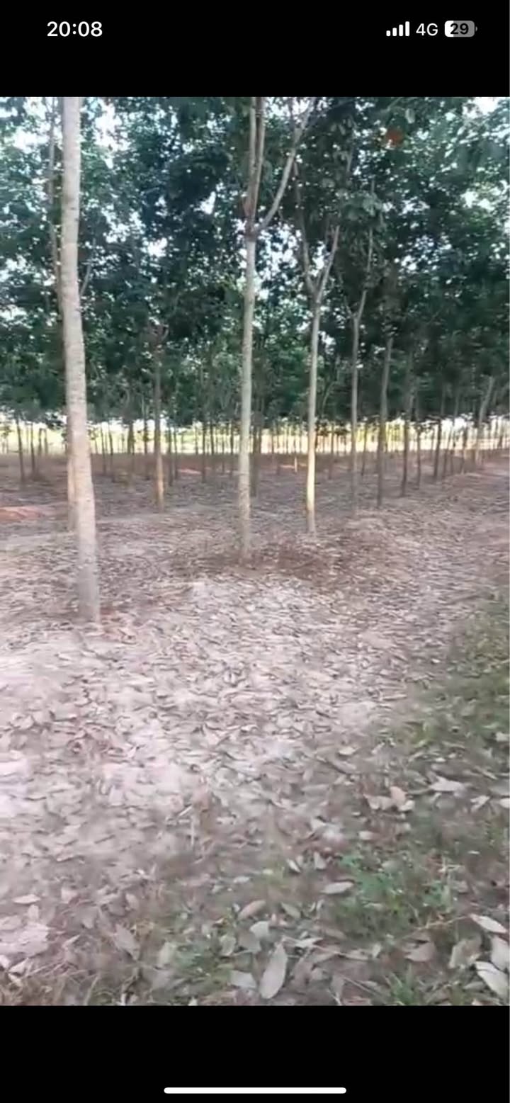 Đất cao su 4-5 tuổi 12.307m² tại Tân Biên giá 1.3 tỷ - Cơ hội đầu tư tuyệt vời!