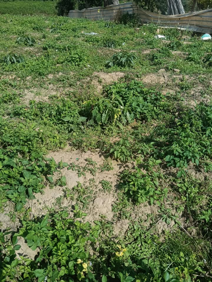 Đất nền Phúc Thọ, Lâm Hà, 10.800m² giá 850 triệu - Đầu tư sinh lời ngay!