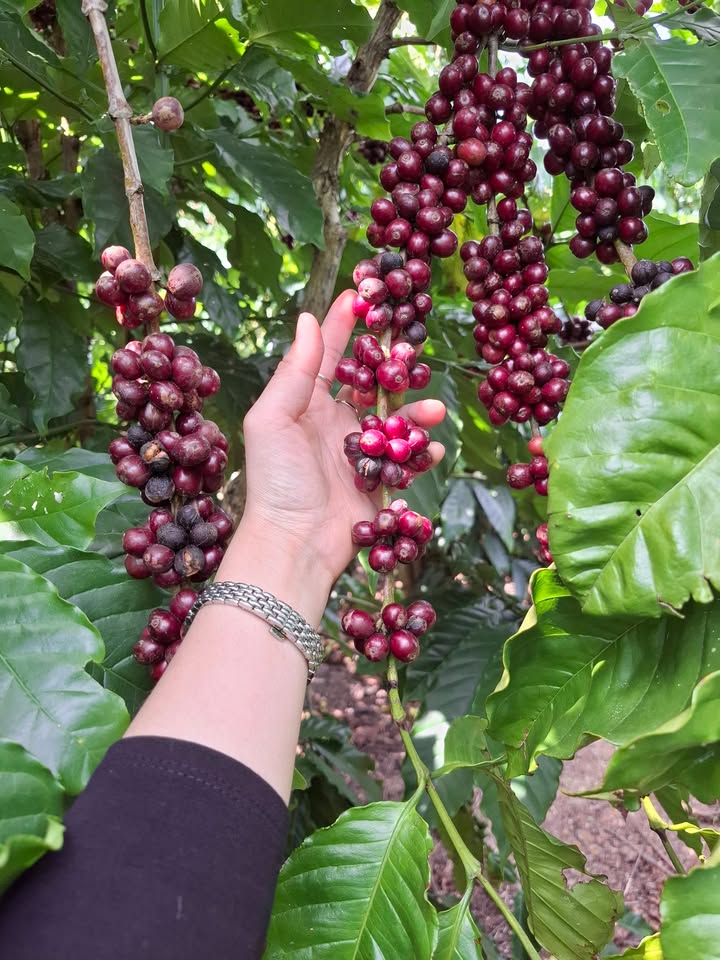 Đất nền Tân Đức, Lâm Hà 2500m² giá 1.35 tỷ - Sổ đỏ chính chủ, đầu tư sinh lời!