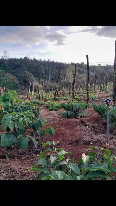 Đất Farm 7 sào Ea Kpam, Cư M'gar chỉ 2.1 tỷ - Cơ hội đầu tư tuyệt vời!