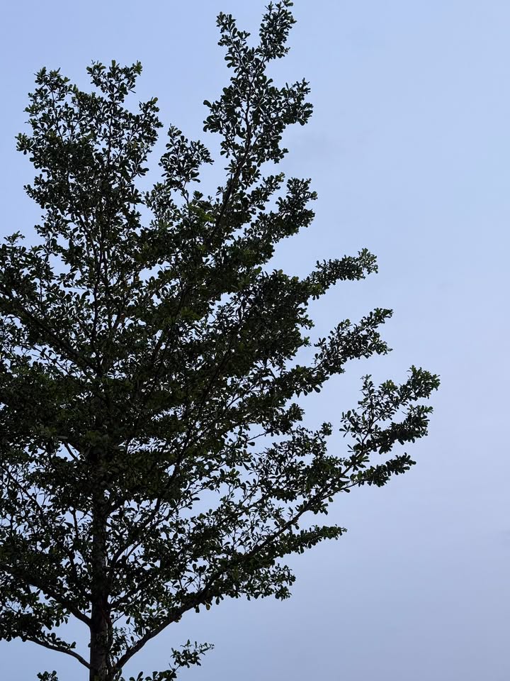 Đất nền Nam Phước Duy Xuyên 110m² - Bán gấp mặt tiền Trương Chí Cương!