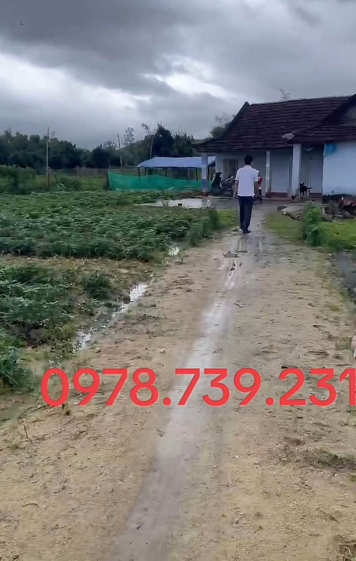 Đất nền Mỹ Tài, Phù Mỹ 1000m² chỉ 699 triệu - Cơ hội đầu tư tuyệt vời!