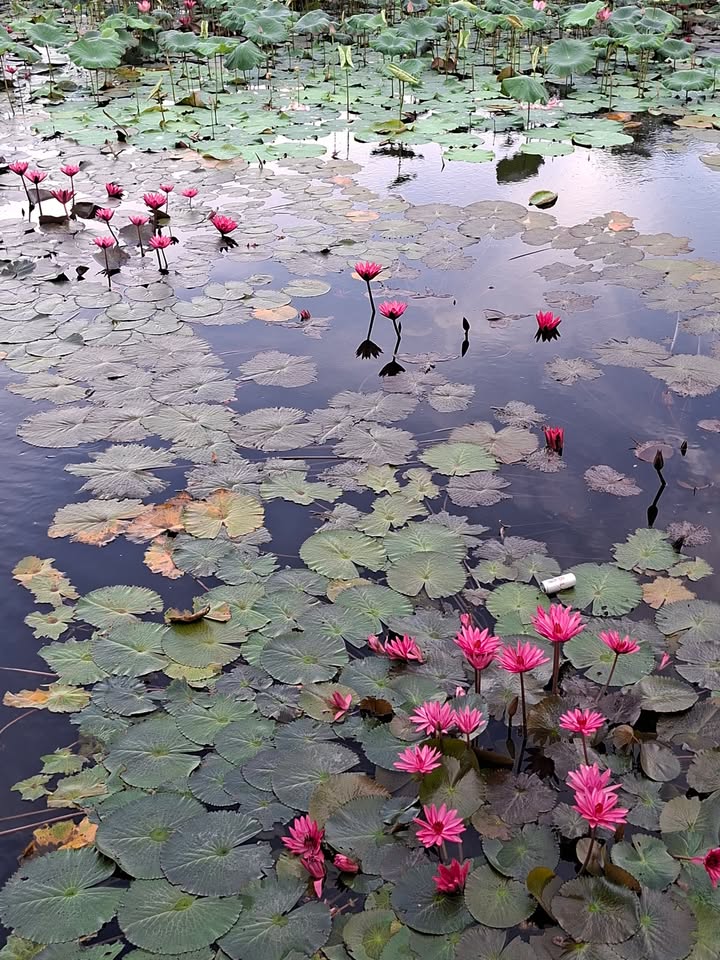 Đất nền Phan Rang Ninh Thuận 97m² giá 3 tỷ - Chính chủ, vị trí đắc địa!