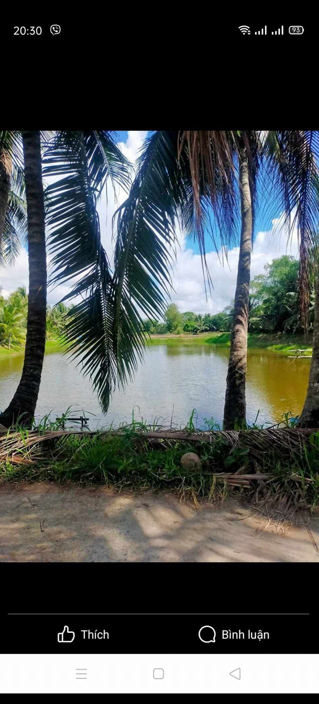 Đất nông nghiệp Hưng Mỹ, Trà Vinh 12.000m² giá 2.28 tỷ - Tiềm năng phát triển lớn!