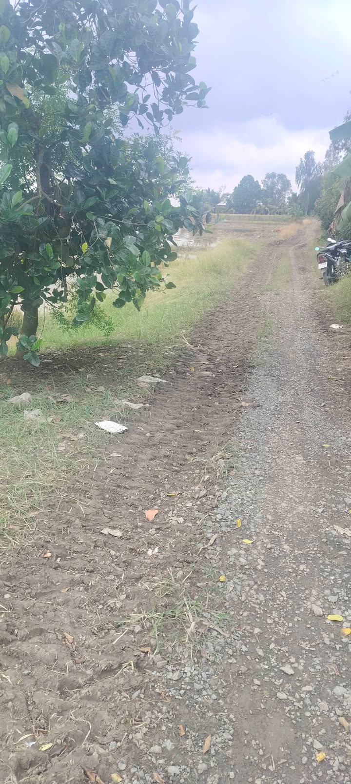 Đất ruộng 20 công tại Kênh Đồng Chòi, Định Mỹ, An Giang - Giá 1.45 tỷ, sổ hồng chính chủ!