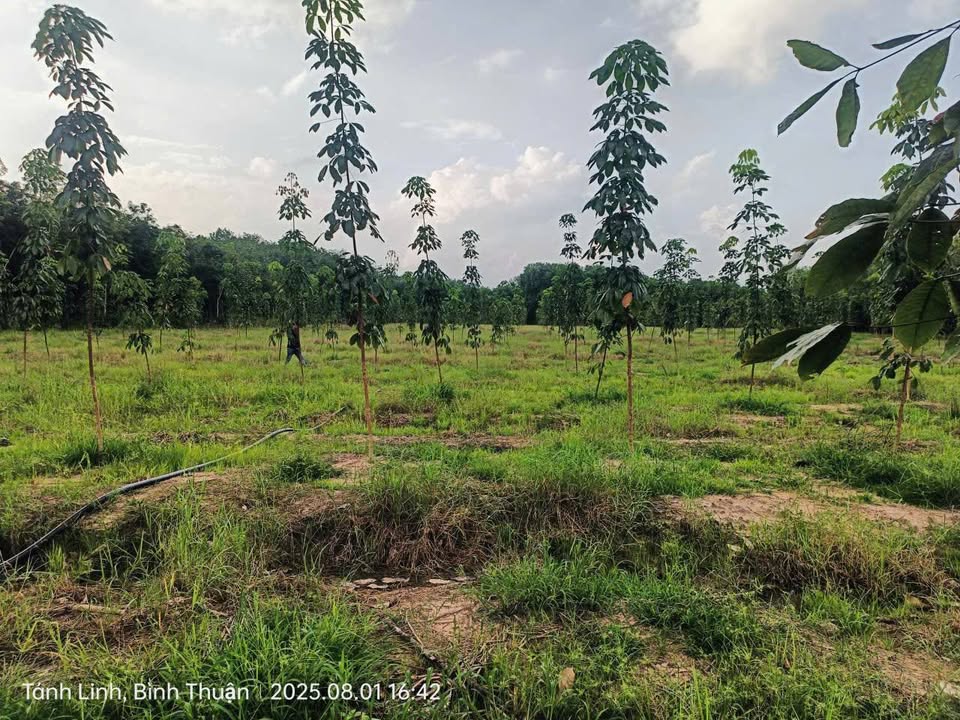 Farm 2ha Vũ Hòa, Đức Linh giá 1.4 tỷ - Sổ đỏ chính chủ, đường xá thuận tiện!