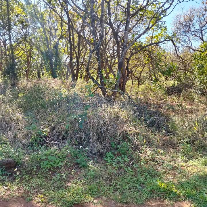 Đất nền giá sỉ tại Ia Kha, huyện Ia Grai, Gia Lai - Diện tích 570m², hướng Bắc