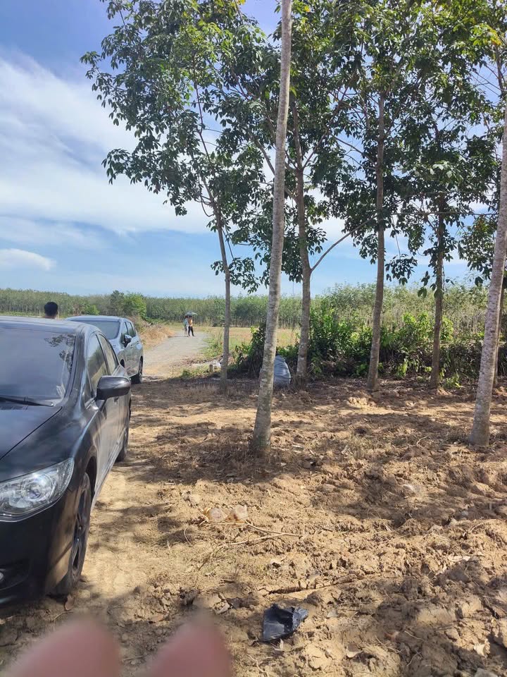 Đất Hảo Đước, Châu Thành, Tây Ninh 5000m² giá 2.39 tỷ - Sổ đỏ chính chủ, mặt tiền rộng rãi!