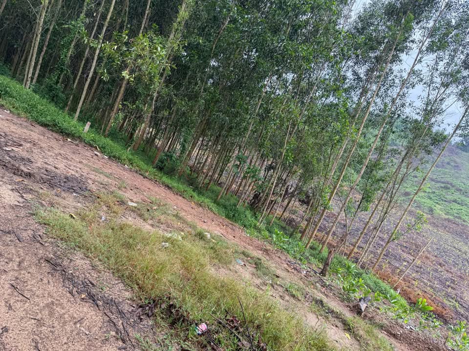 Đất nền Diên Khánh 502m² giá chỉ 138 triệu - Cần bán gấp giúp chủ nhà!