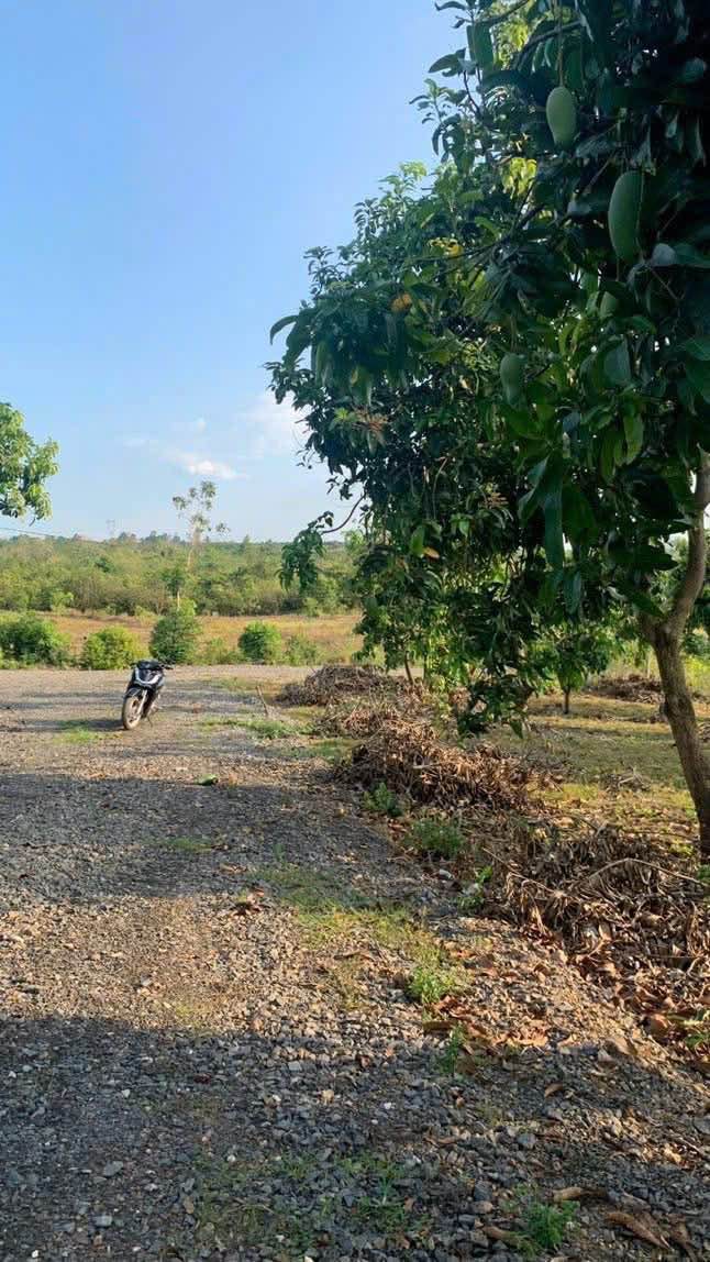 Đất nền Ngọc Định, Định Quán 360m² giá 250 triệu - Cơ hội đầu tư tuyệt vời!