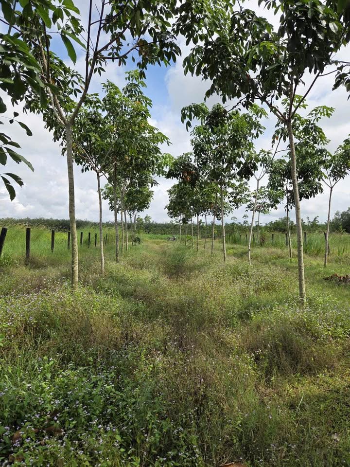Đất trồng cao su 5865m² tại Chà Là, Dương Minh Châu - Giá chỉ 1.4 tỷ VND!