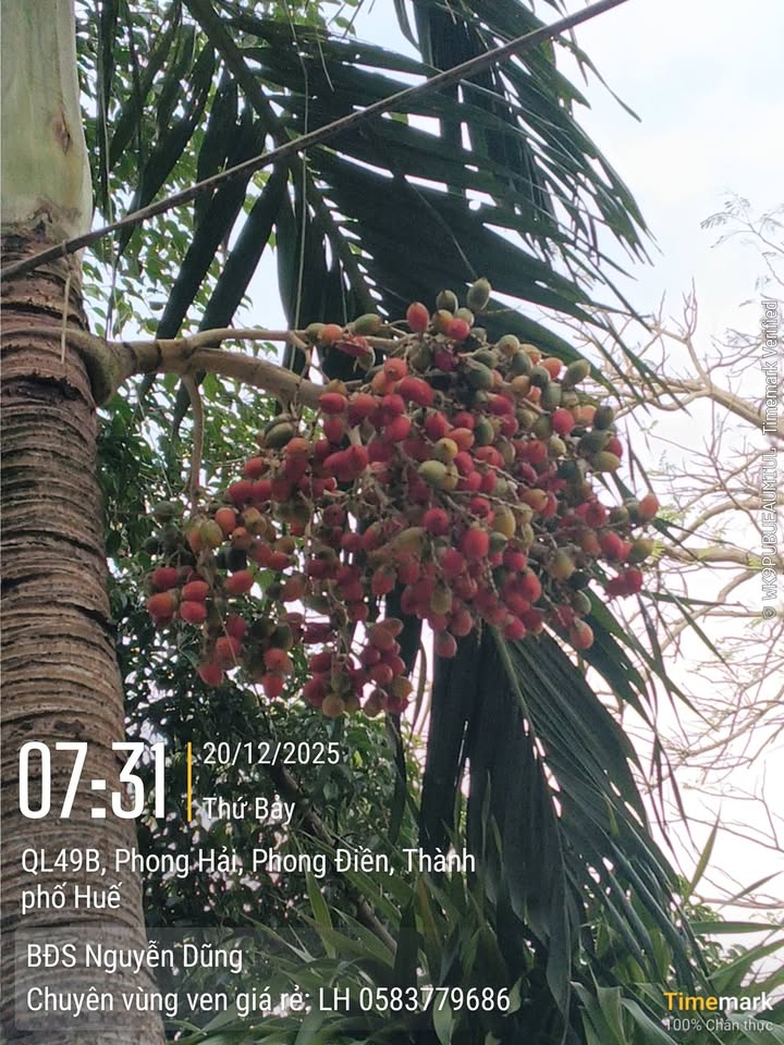 Đất trồng cây Phong Hiền, Phong Điền 779m² giá chỉ 72 triệu - Sổ hồng riêng chính chủ!