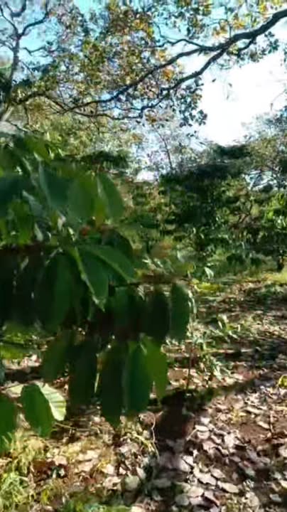 Đất nền Thọ Sơn, Bù Đăng 10.800m² giá 900 triệu - Cơ hội đầu tư lý tưởng!