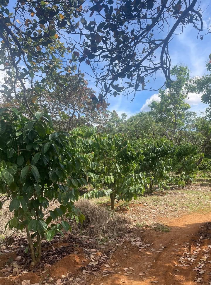 Farm 1ha3 Phú Sơn, Bù Đăng giá chỉ 1.5 tỷ - Đầu tư sinh lời ngay!