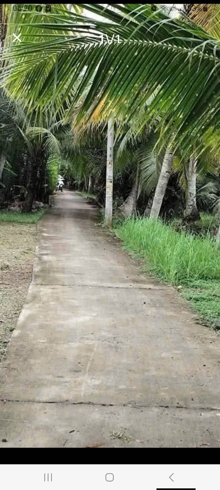 Đất vườn Phú An Hòa, Châu Thành, Bến Tre 1000m² giá 800 triệu - Cơ hội đầu tư lý tưởng!