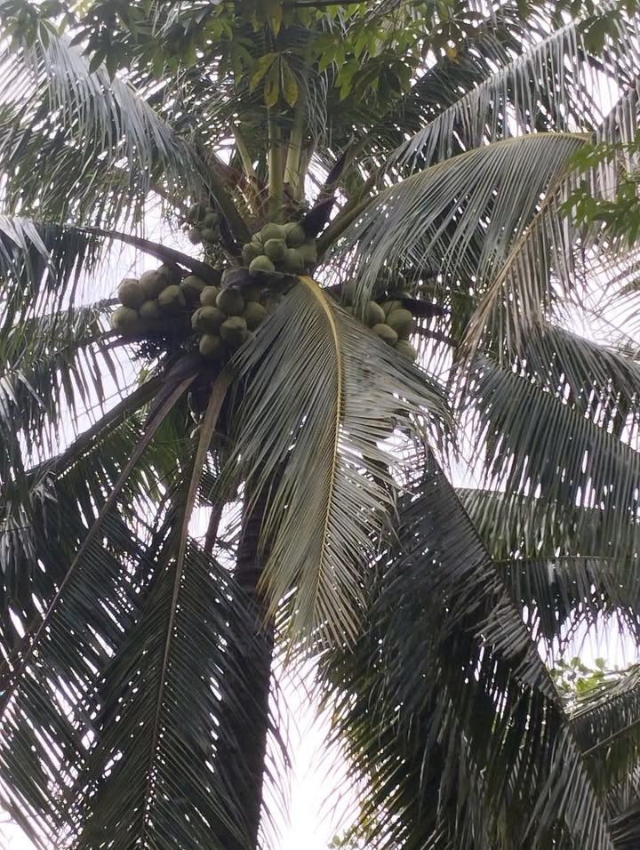 Đất thổ cư 100m² tại Phước Mỹ Trung, Mỏ Cày Bắc 1.500m² - Giá chỉ 900 triệu!