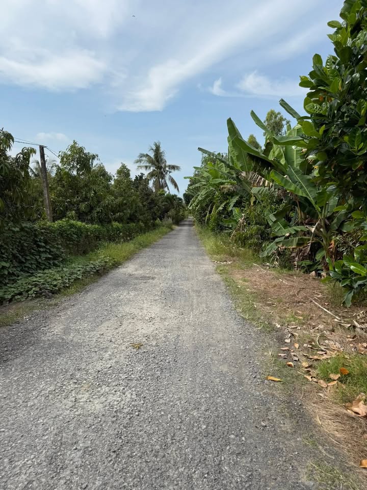 Đất Farm 135.000m² tại Cái Bè, Tiền Giang - Sầu riêng xanh tốt, giá chỉ 9.45 tỷ!