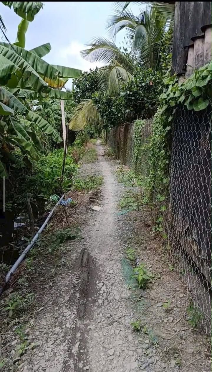 Đất vườn 3 công tại Mỹ Hạnh Đông, Cai Lậy - Giá chỉ 1.68 tỷ!