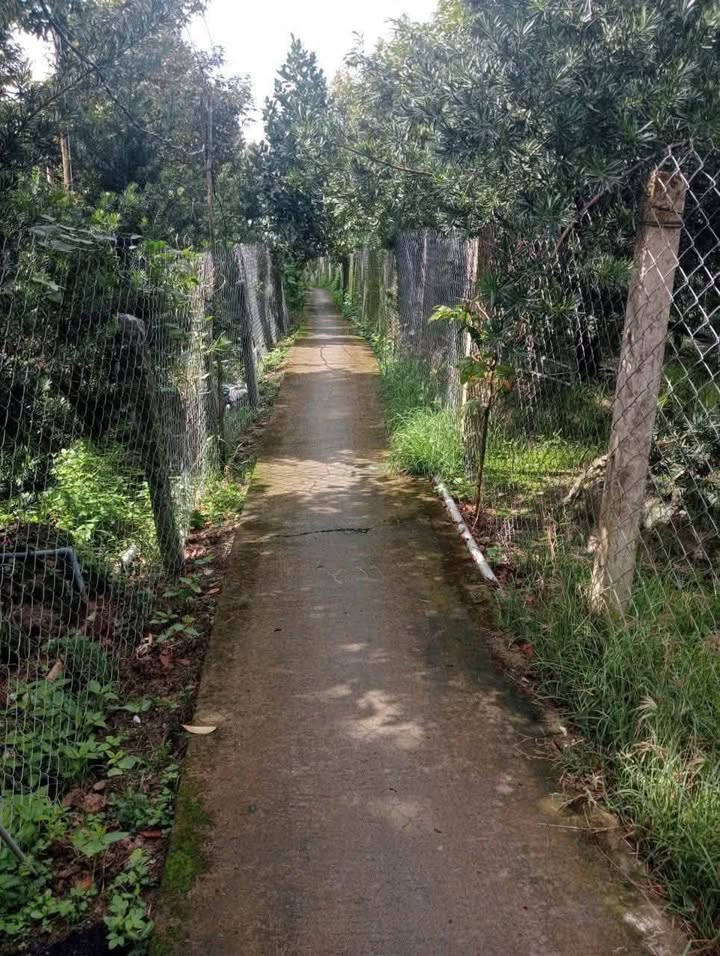 Đất vườn sầu riêng 2 công 7 tại Hiệp Đức - Giá chỉ 5.5 tỷ, cơ hội đầu tư hấp dẫn!