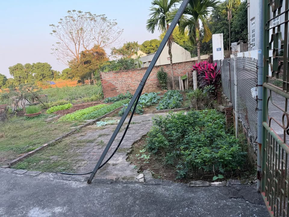 Đất nền Thọ Lộc, Phúc Thọ 45m² giá 1.3 tỷ - Lô góc 2 mặt thoáng, kinh doanh sầm uất!