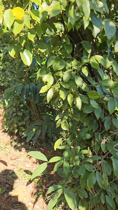 Đất nền Đắk Wer 14400m² giá 2 tỷ - Mặt tiền đường nhựa, gần trường học!