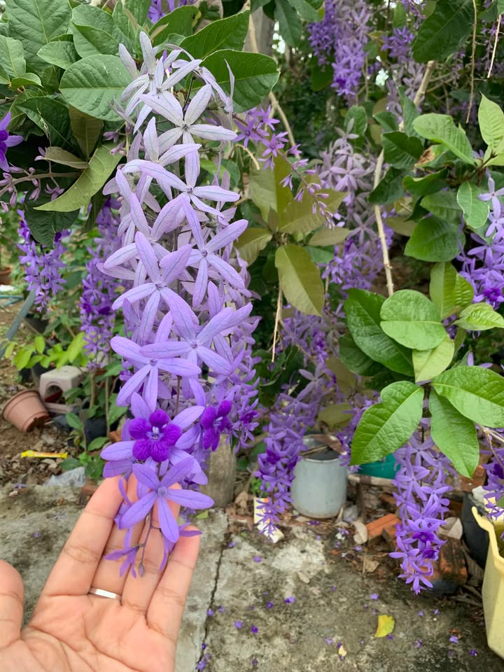 Nhà cấp 4 Hòa An Phú Hòa 120m² giá 750 triệu - Sổ hồng chung