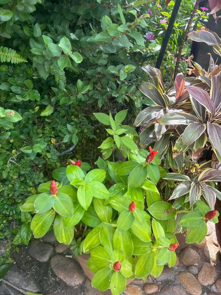 Nhà đẹp 1/ Hồng Bàng, Quận 6, 17.8m² giá 3.88 tỷ - Sẵn sàng đón Tết 2026!