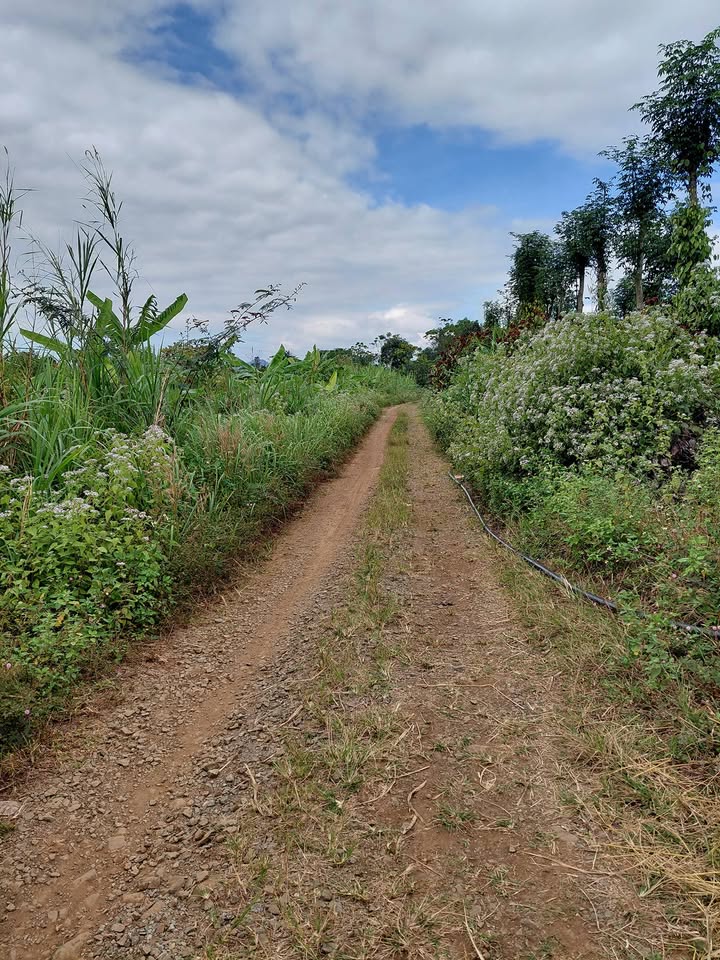 Đất nông nghiệp Ea M'Droh 14.000m² giá 2.3 tỷ - Đầu tư sinh lời ngay!