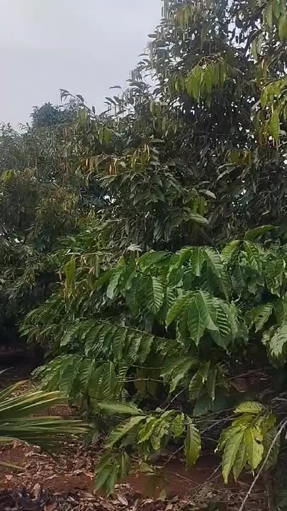 Đất rẫy 2.5 sào tại Đường 29B, Hòa Thuận - Giá 2.5 tỷ - Đường ô tô vào tận nơi!