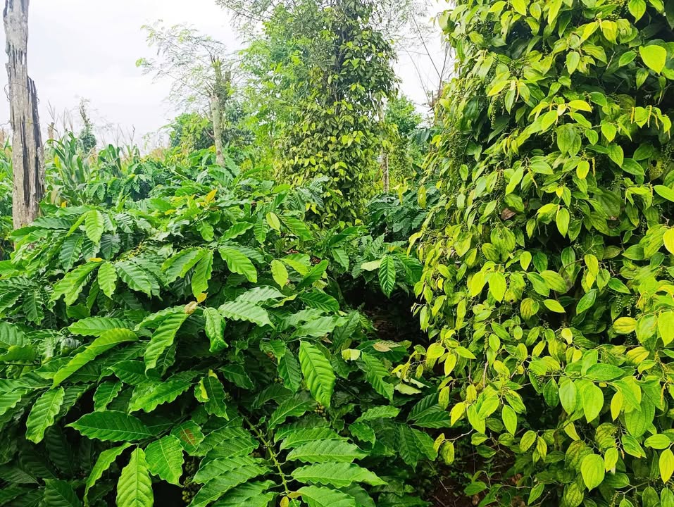 Đất đỏ Bazan 3600m² tại Quảng Tiến, Cư M'gar - Giá chỉ 550 triệu!