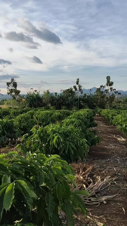 Đất nông nghiệp 8 sào tại xã Quảng Hiệp, Cư M'gar - Đường xá thuận lợi, điện nước đầy đủ!