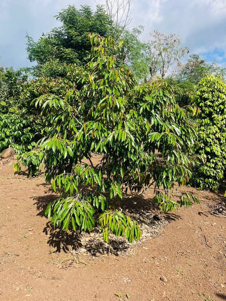 Đất nền Ea Mnang 6000m² giá 1.662 tỷ - Cơ hội đầu tư tuyệt vời!