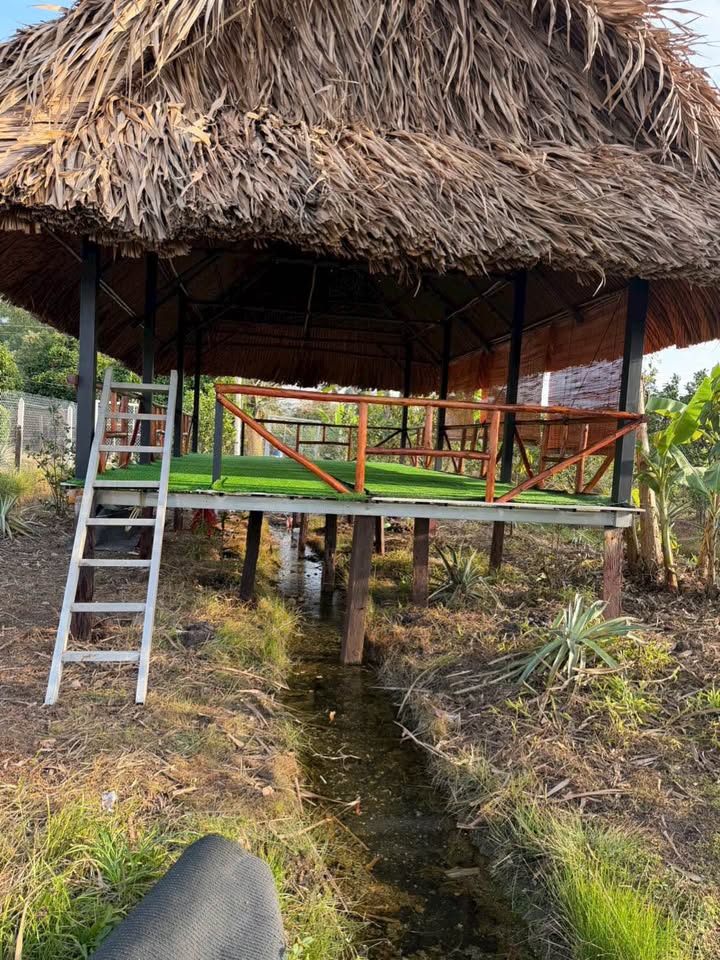 Đất vườn cây ăn trái Phú An 1500m² giá 2.95 tỷ - Gần dân cư, đường xe hơi